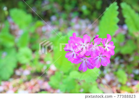 四國咕咕秀花 四國咕咕秀花 77388823