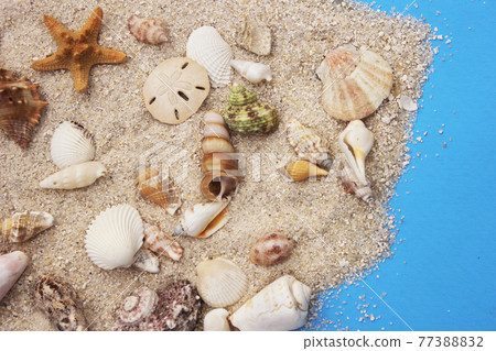 Seashell on Boardwalk at Tropical Beach Seashell on Boardwalk at Tropical Beach 77388832