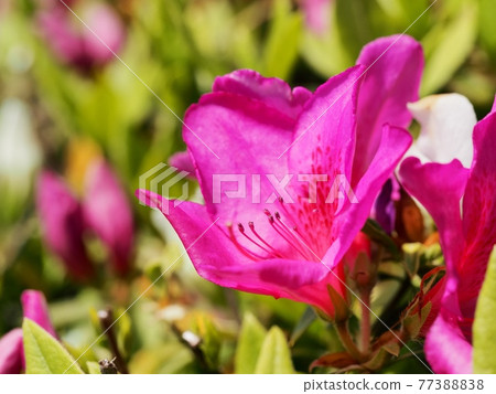 Great purple azalea blooming in the park 77388838