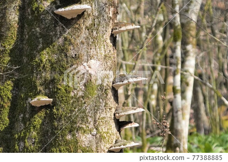 Cute and beautiful Polyporaceae born in this world Cute and beautiful Polyporaceae born in this world 77388885