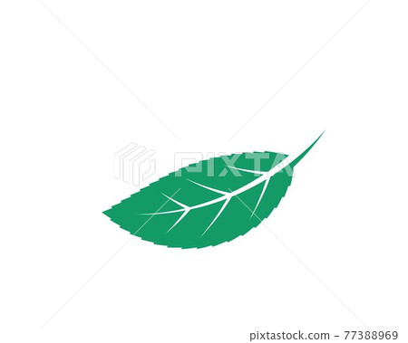 mint leaf illustration vector template mint leaf illustration vector template 77388969