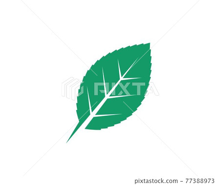mint leaf illustration vector template 77388973