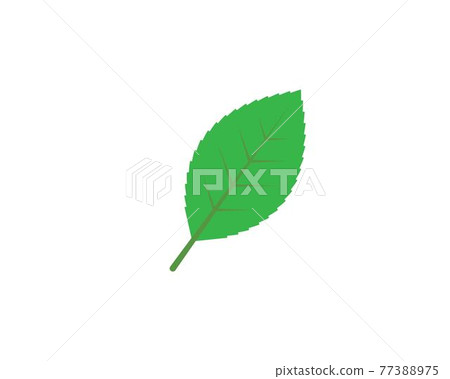 mint leaf illustration vector template 77388975
