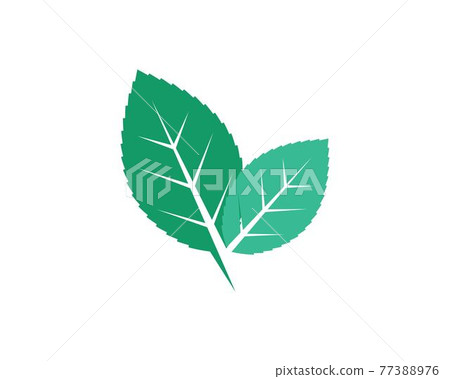 mint leaf illustration vector template 77388976