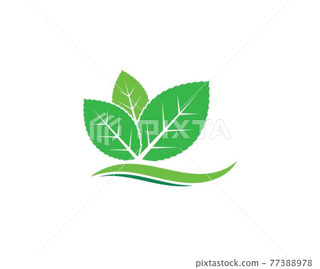 mint leaf illustration vector template 77388978