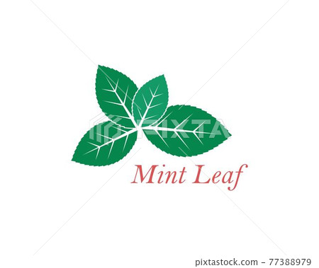 mint leaf illustration vector template 77388979