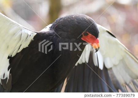 Bateleur 5 77389079