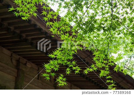 世界遺產平泉夏季關山中尊寺金色大廳舊有蓋大廳和藍楓 77389168