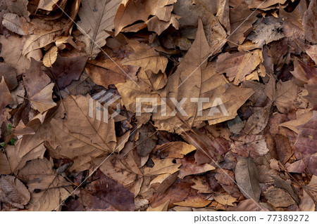 Ground cover Ground cover 77389272