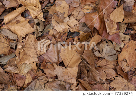 Ground cover 77389274