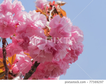 八重倉觀山櫻花 八重倉觀山櫻花 77389297