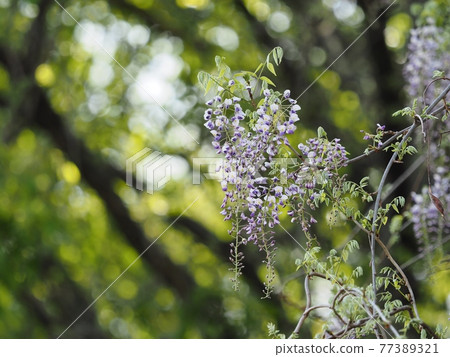 Fuji flower blooming in a satoyama 77389321