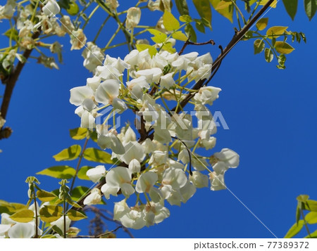 White wisteria flowers of Satoyama Shirafuji 77389372