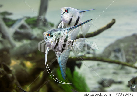 Zebra fish, Pterophyllum scalare close up on aquarium background. 77389475