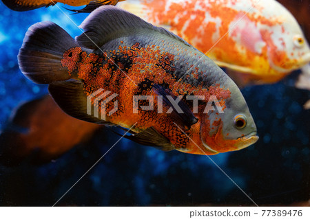 Tiger Oscar Fish close-up. Adult fish astronotus ocellatus in aquarium Tiger Oscar Fish close-up. Adult fish astronotus ocellatus in aquarium 77389476