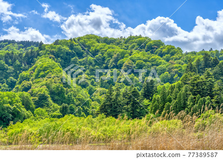 Fresh green forest and open space Miyagase dam lake Kanagawa prefecture Fresh green forest and open space Miyagase dam lake Kanagawa prefecture 77389587