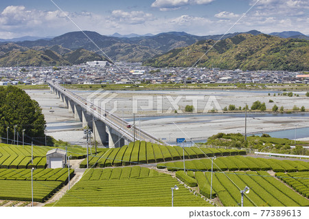 Oi River Horai Ohashi Tea Field Shimada City, Shizuoka Prefecture 77389613