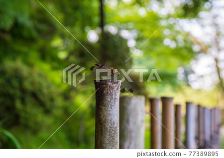 世界遺產平泉夏季關山中尊寺能島蜻蜓 77389895