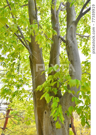 日本山毛櫸山毛櫸科 植物種類 翠綠 照片素材 圖片 圖庫