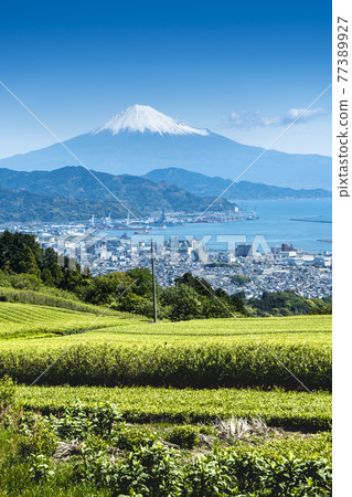 Fresh green tea plantations from Nihondaira / Suruga Bay and Mt. Fuji over Shimizu Port 77389927