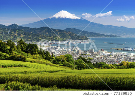 Fresh green tea plantations from Nihondaira / Suruga Bay and Mt. Fuji over Shimizu Port 77389930