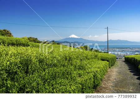 Fresh green tea plantations from Nihondaira / Suruga Bay and Mt. Fuji over Shimizu Port 77389932