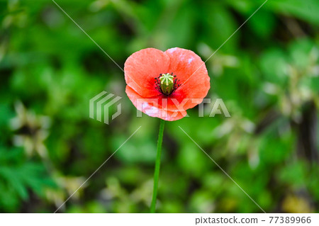 田野裡盛開的罌粟花 77389966