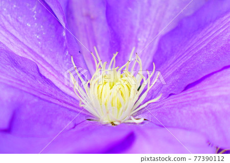 Purple tessen clematis Purple tessen clematis 77390112