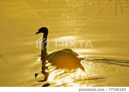 早晨湖和天鵝 77390169