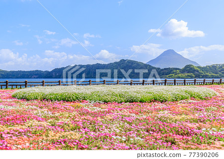 Kaimondake, Lake Ikeda and Livingstone Daisy, Ibusuki City, Kagoshima Prefecture Kaimondake, Lake Ikeda and Livingstone Daisy, Ibusuki City, Kagoshima Prefecture 77390206