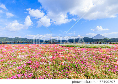 Kaimondake, Lake Ikeda and Livingstone Daisy, Ibusuki City, Kagoshima Prefecture 77390207