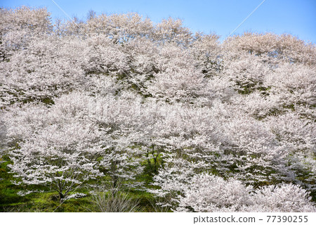 A mountain of cherry blossoms in full bloom 77390255
