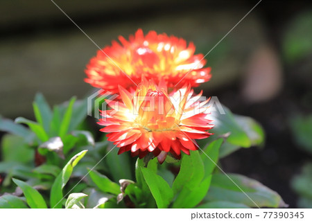 Bright orange strawflower (strawflower) 77390345