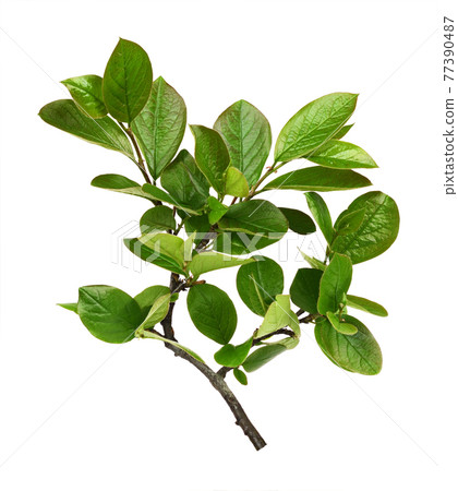 Twig with spring green leaves isolated 77390487