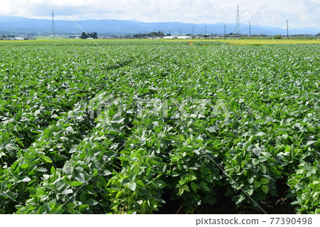 Dachacha Bean Field King of Edamame Dachacha Bean Field King of Edamame 77390498
