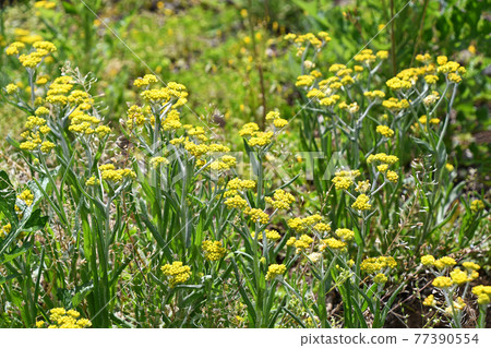 Hakko Kusa (mother-infant) 77390554