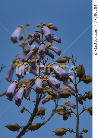 Paulownia flowers bloom Vancouver British Columbia Canada 77390584