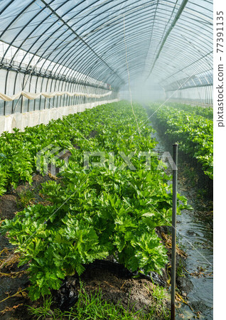 House cultivation celery under the sprinkler 77391135