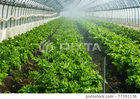 House cultivation celery under the sprinkler 77391136