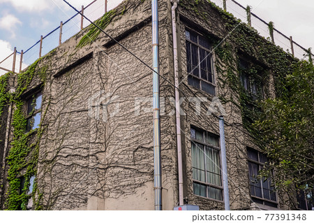 Old building with vines Old building with vines 77391348