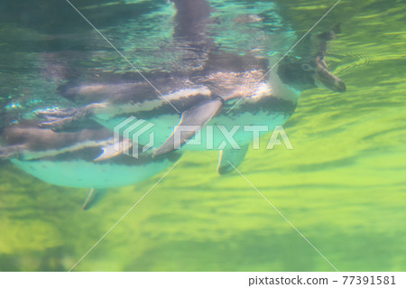 兩隻洪堡企鵝在水中游泳 兩隻洪堡企鵝在水中游泳 77391581
