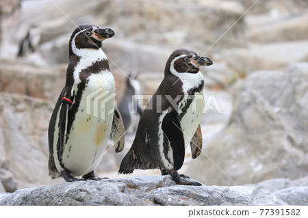 兩隻洪堡企鵝站在岩石上 兩隻洪堡企鵝站在岩石上 77391582