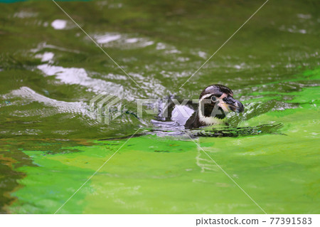 一隻開始游泳的洪堡企鵝 一隻開始游泳的洪堡企鵝 77391583