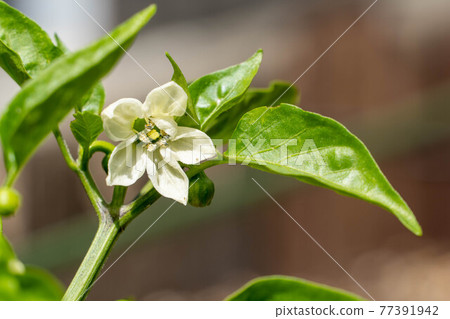 Vegetable flower pepper flower Vegetable flower pepper flower 77391942
