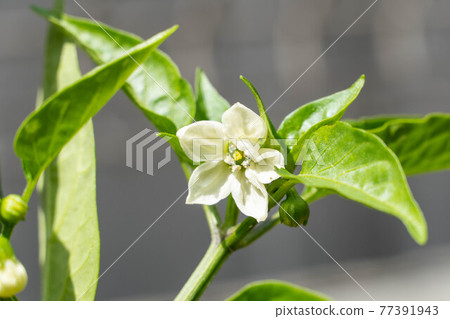 蔬菜花胡椒花 照片素材 圖片 圖庫