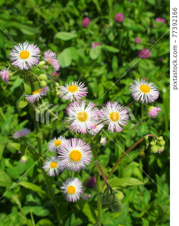Field landscape with halzion and red clover blooming Field landscape with halzion and red clover blooming 77392166