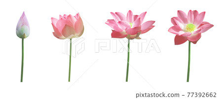 Set of pink lotus isolated on white background Set of pink lotus isolated on white background 77392662