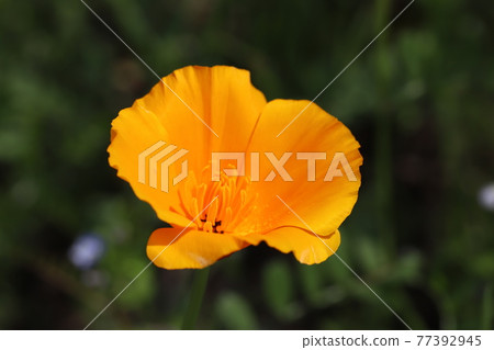 Caliphnia copy orange flowers blooming in spring park Caliphnia copy orange flowers blooming in spring park 77392945