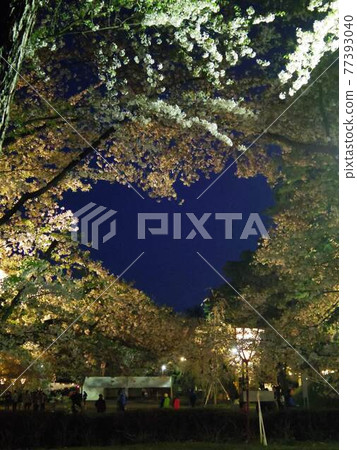 夜晚漂浮在櫻花上的弘前公園心形標誌 77393040