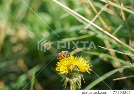 巴塔哥尼亞蒲公英和蜜蜂 巴塔哥尼亞蒲公英和蜜蜂 77393265